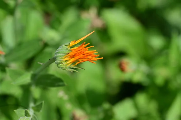 Vacker Blomsterodling Trädgård Flora Och Natur — Stockfoto