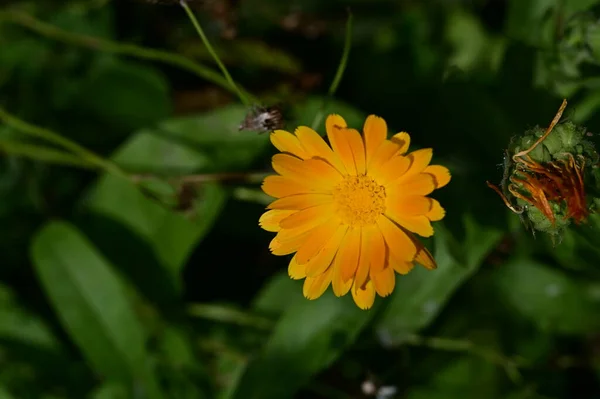 Gyönyörű Virág Kertben Növény Természet — Stock Fotó