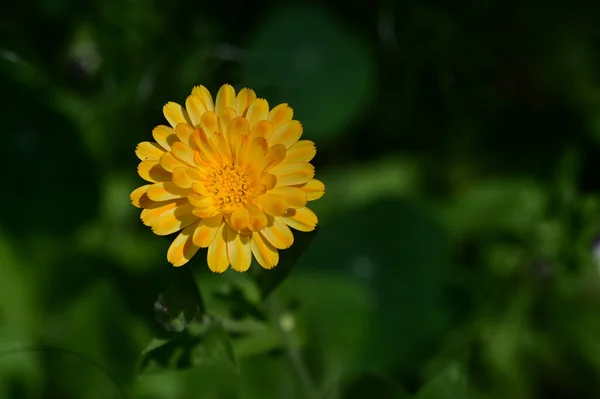 庭や植物や自然界で育つ美しい花は — ストック写真