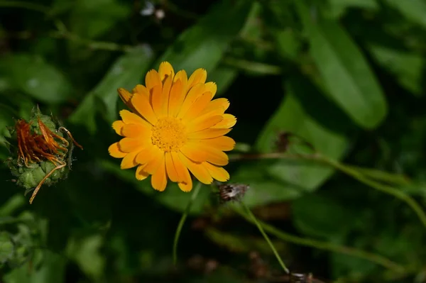 Прекрасна Квітка Саду Флорі Природі — стокове фото
