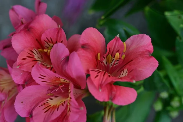庭や植物や自然の中で育つ美しいピンクの花は — ストック写真