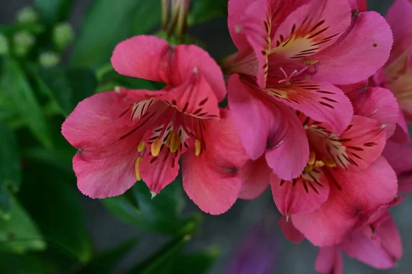 Krásné Růžové Květy Rostoucí Zahradě Flóra Příroda — Stock fotografie