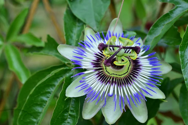 stock image beautiful  flower growing in the garden, flora and nature