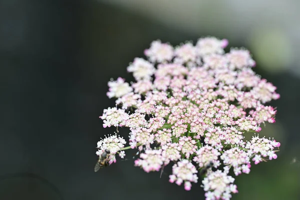 Mooie Bloemen Groeien Tuin Flora Natuur — Stockfoto