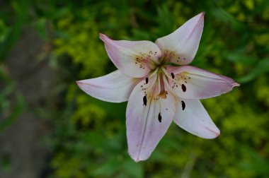 Bahçede, bitki örtüsünde ve doğada yetişen güzel çiçekler.