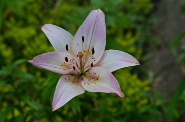 Bahçede, bitki örtüsünde ve doğada yetişen güzel çiçekler.
