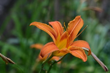 Bahçede, bitki örtüsünde ve doğada yetişen güzel çiçekler.