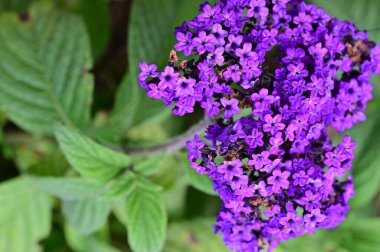 Bahçedeki güzel mor çiçekler