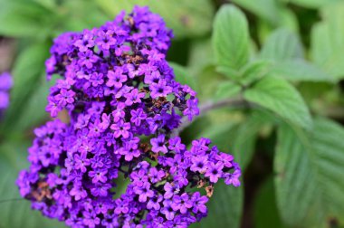 Bahçedeki güzel mor çiçekler