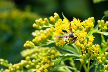 Kanadalı böcekli sarı altın sarısı çiçeklerin yakın görüntüsü