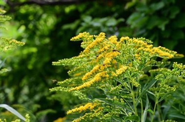 Bahçede, bitki örtüsünde ve doğada yetişen güzel çiçekler