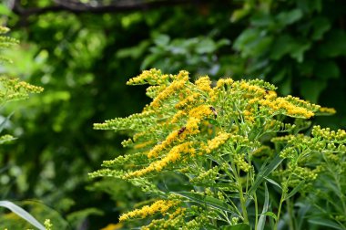 Bahçede, bitki örtüsünde ve doğada yetişen güzel çiçekler