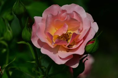 Bahçede, çiçeklerde ve doğada yetişen güzel kavis çiçekleri.