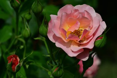 Bahçede, çiçeklerde ve doğada yetişen güzel kavis çiçekleri.