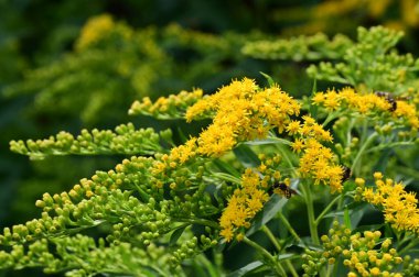 Bahçede, bitki örtüsünde ve doğada yetişen güzel çiçekler