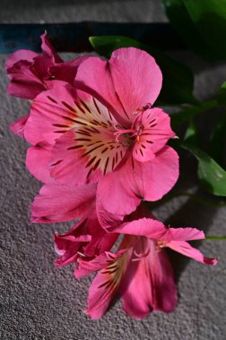 pembe Lily çiçekler bahçede büyüyen
