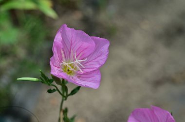pembe çiçekler bahçede büyüyen