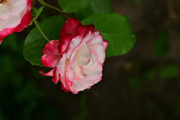 Όμορφη Rpse Λουλούδι Που Αναπτύσσεται Στον Κήπο Χλωρίδα Και Φύση — Φωτογραφία Αρχείου