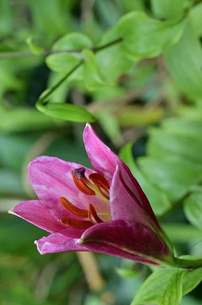 Flores Rosa Crescendo Jardim — Fotografia de Stock