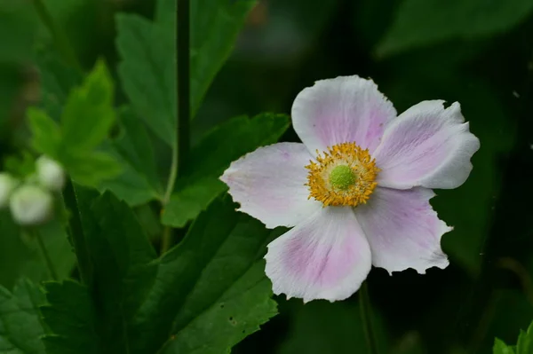 Piękny Kwiat Rośnie Ogrodzie Florze Przyrodzie — Zdjęcie stockowe