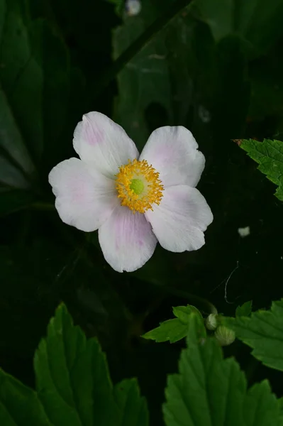 Wunderschöne Blume Garten Der Flora Und Der Natur — Stockfoto