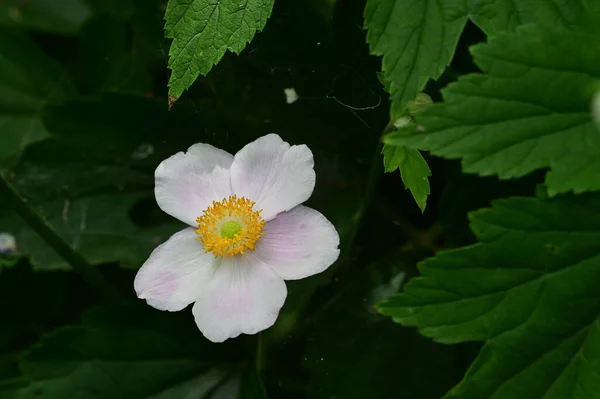 Belle Fleur Poussant Dans Jardin Flore Nature — Photo