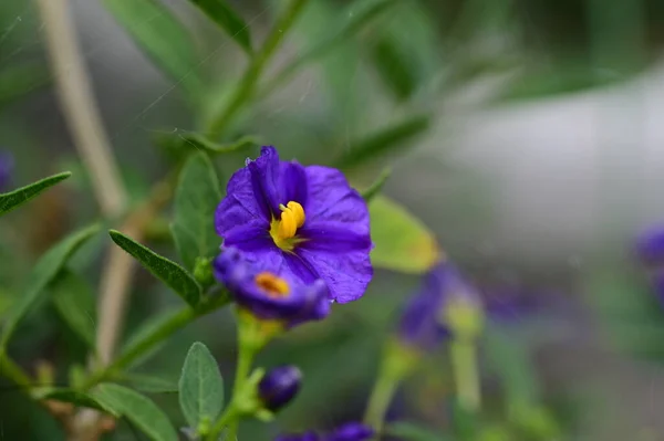 Belas Flores Roxas Jardim — Fotografia de Stock