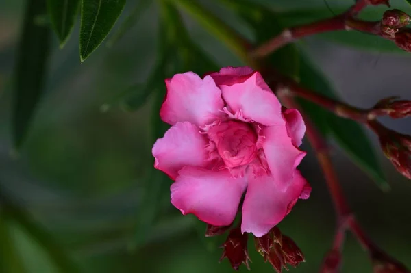 Krásná Květina Rostoucí Zahradě Flóře Přírodě — Stock fotografie