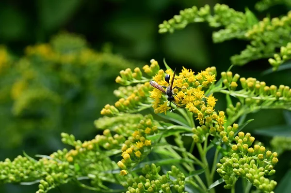 stock image beautiful  flowers growing in the garden, flora and nature