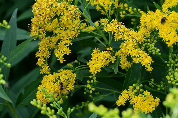 stock image beautiful  flowers growing in the garden, flora and nature