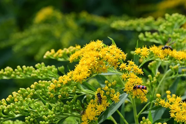 stock image beautiful  flowers growing in the garden, flora and nature