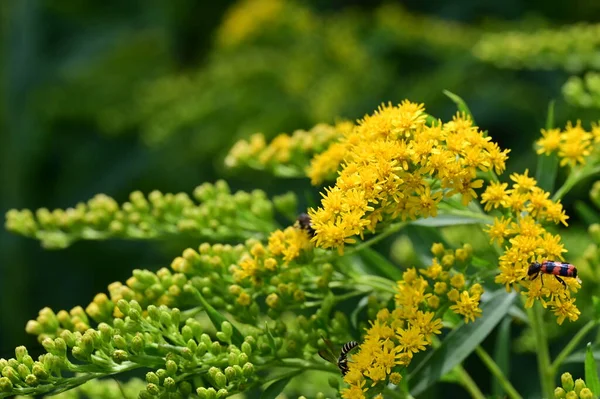 stock image beautiful  flowers growing in the garden, flora and nature