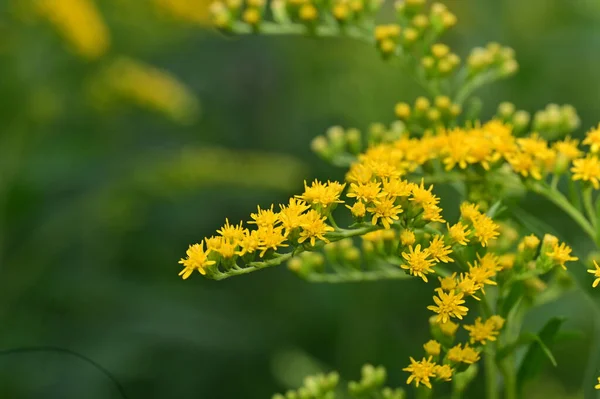 Kleine Gele Bloemen Groeien Tuin — Stockfoto