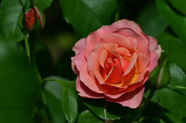 Hermosa Flor Rpse Creciendo Jardín Flora Naturaleza —  Fotos de Stock