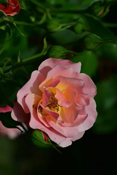 Piękny Kwiat Rpse Rośnie Ogrodzie Flory Przyrody — Zdjęcie stockowe