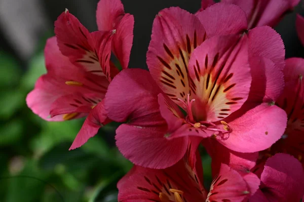 Pembe Lily Çiçekler Bahçede Büyüyen — Stok fotoğraf