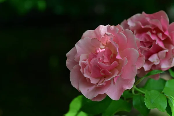 Hermosas Flores Rpse Que Crecen Jardín Flora Naturaleza —  Fotos de Stock