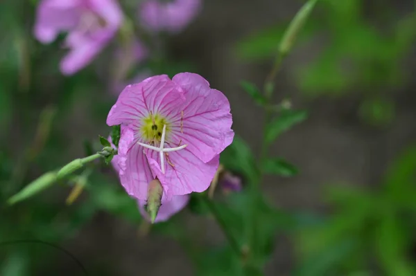 Rosa Blommor Som Växer Trädgården — Stockfoto