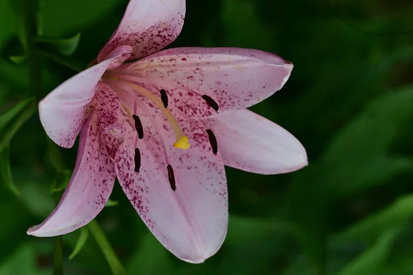 Rosafarbene Blüten Garten — Stockfoto