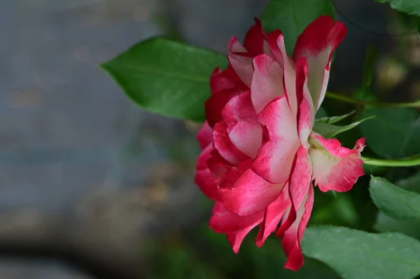 Beautiful Rpse Flower Growing Garden Flora Nature — Stock Photo, Image