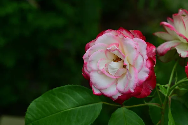Красивый Цветок Рябины Растущий Саду Флора Природа — стоковое фото