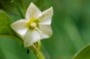 Güzel parlak çiçek, kapat