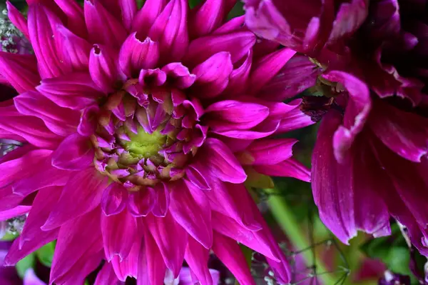 stock image pink flowers growing in the garden