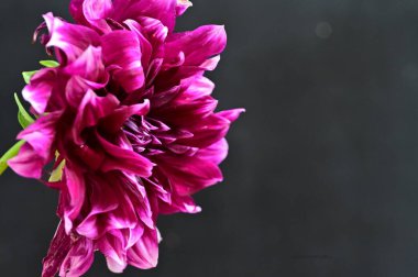 Güzel parlak çiçek, kapat