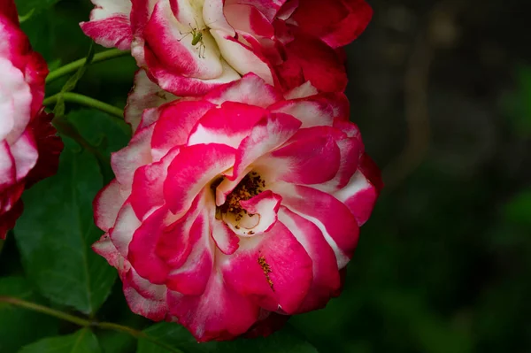 Belles Fleurs Cadavre Poussant Dans Jardin Flore Nature — Photo