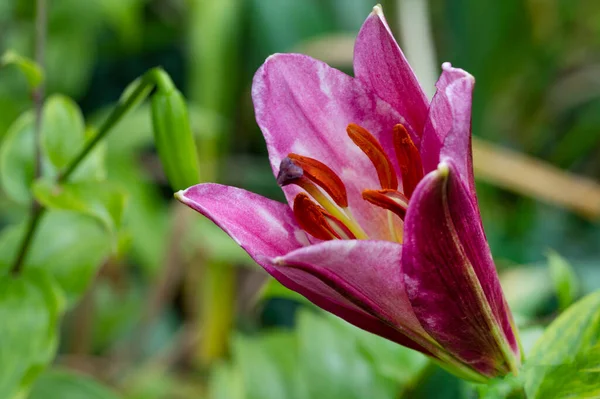 stock image beautiful pink flowers growing in the garden, flora and nature