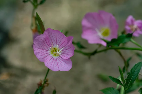 Beautiful Pink Flowers Growing Garden Flora Nature — Stock Photo, Image