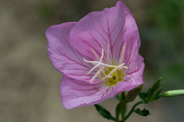Vackra Rosa Blommor Som Växer Trädgården Floran Och Naturen — Stockfoto