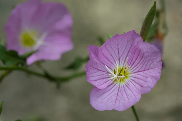 Vackra Rosa Blommor Som Växer Trädgården Floran Och Naturen — Stockfoto