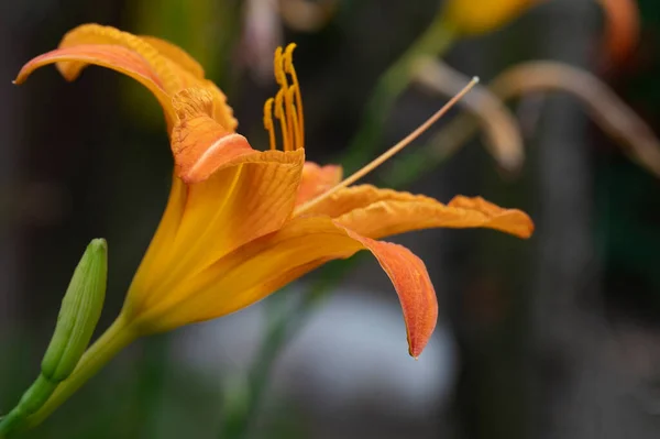 Beautiful Bright Flower Close — Stock Photo, Image